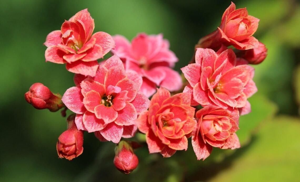 Domowy nawóz do kalanchoe