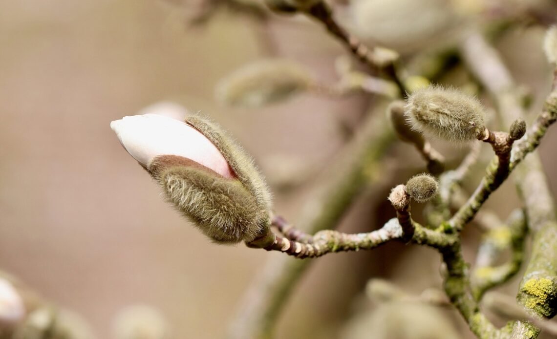 Domowy nawóz do magnolii