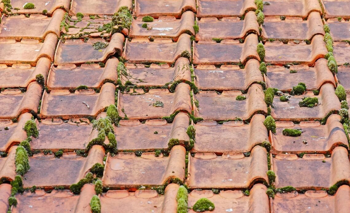 Jaka papa najlepsza na dach