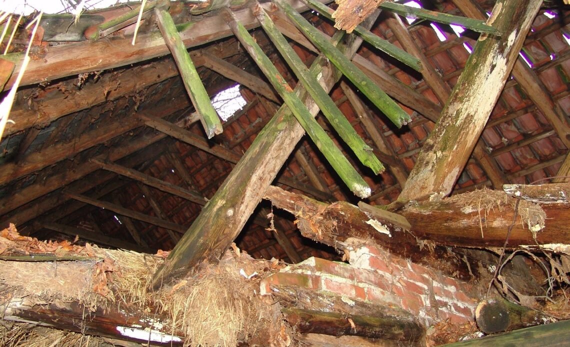 Jaka papa na stropodach